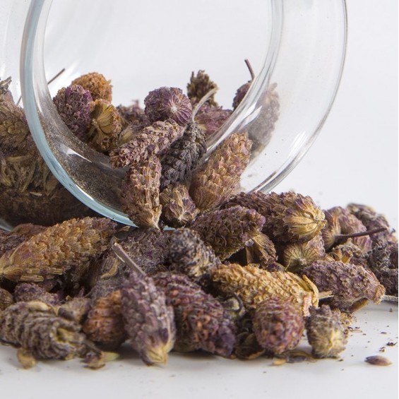 Karabaş Otu 100 gr Karabaş Otu 100 gr