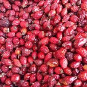 KUŞBURNU TANE YENİ MAHSUL KUŞBURNU TANE YENİ MAHSUL